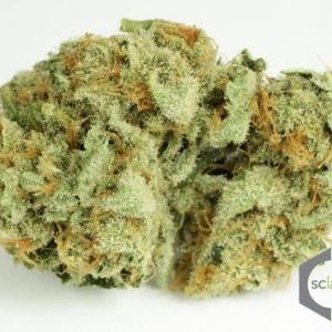 Northern Lights