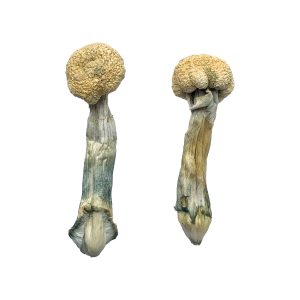 Albino x Shakti 250$ Oz