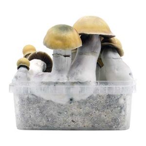 Best Weed Delivery Service Los Angeles
