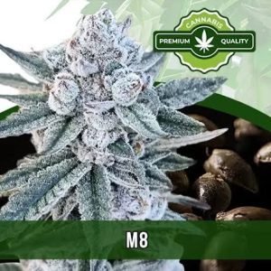 Wizard Trees – M8 3.5g SPECIAL EDITION